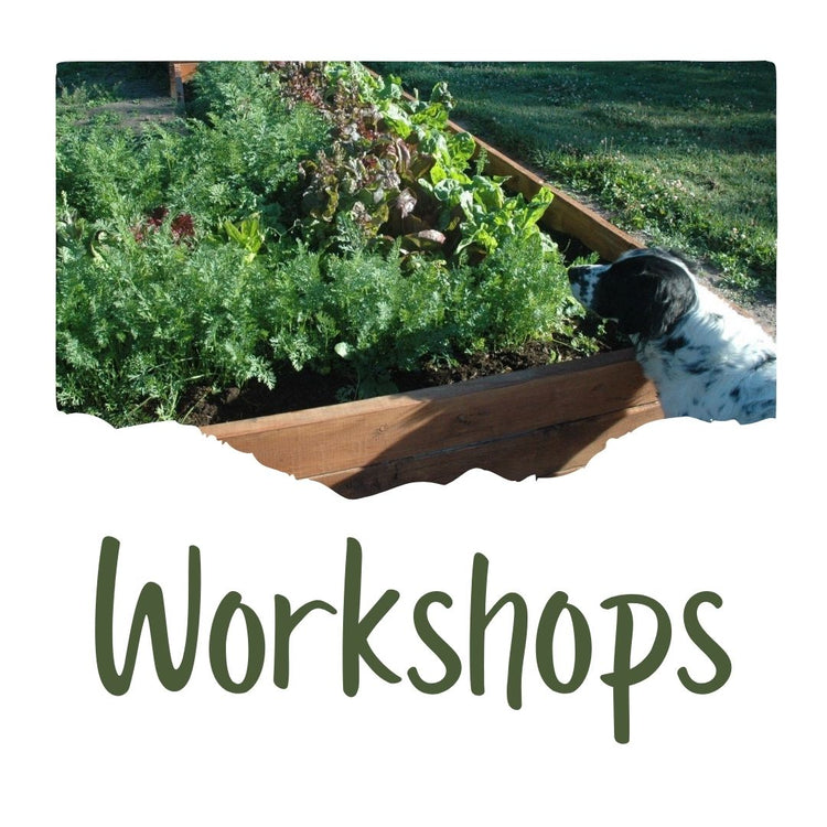 Workshops