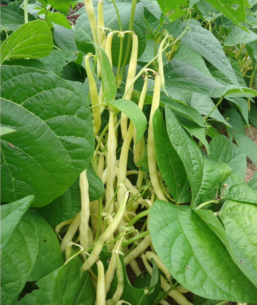 Bean ~ Gold Rush