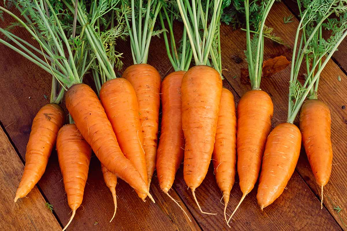 Carrot ~ Danver
