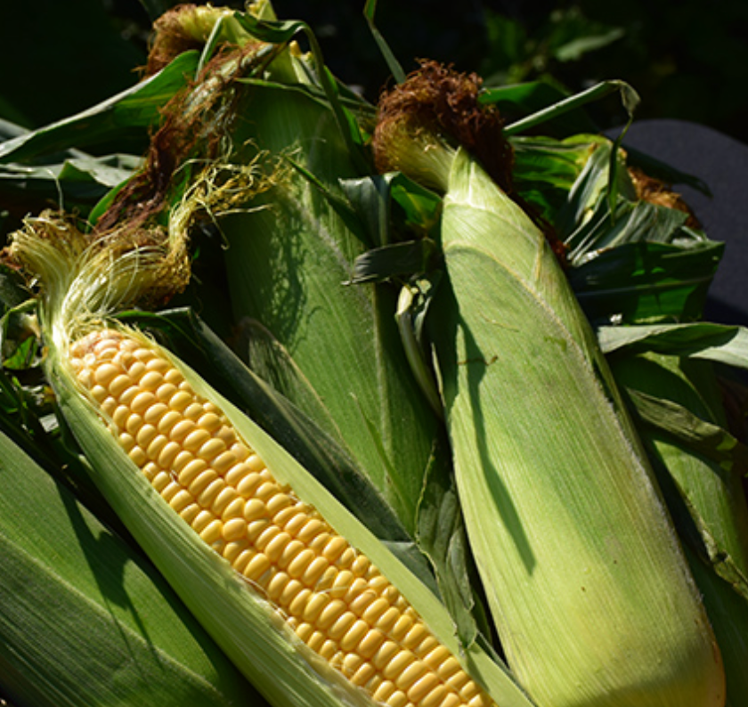 Corn ~ Golden Bantam