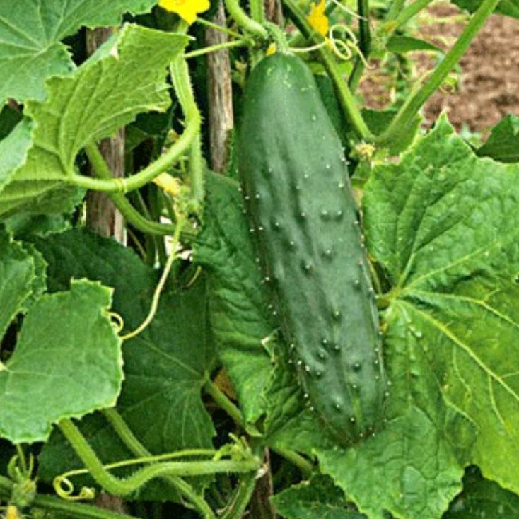 Cucumber ~ Early Fortune