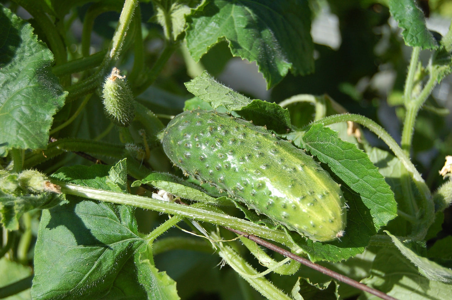 Cucumber ~ Russian Pickling