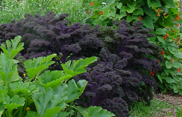 Kale ~ Scarlet