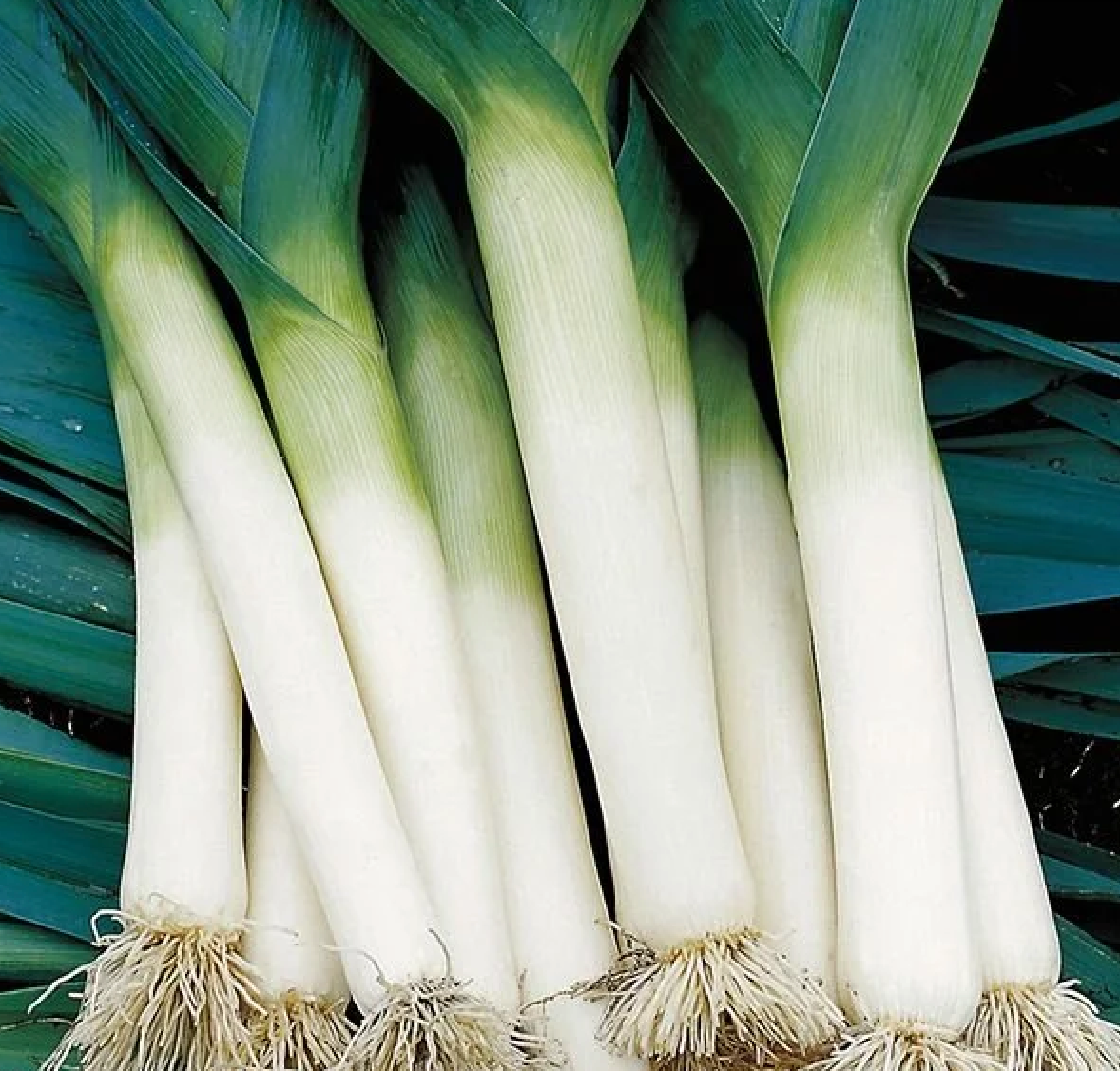 Leek ~ Todorna