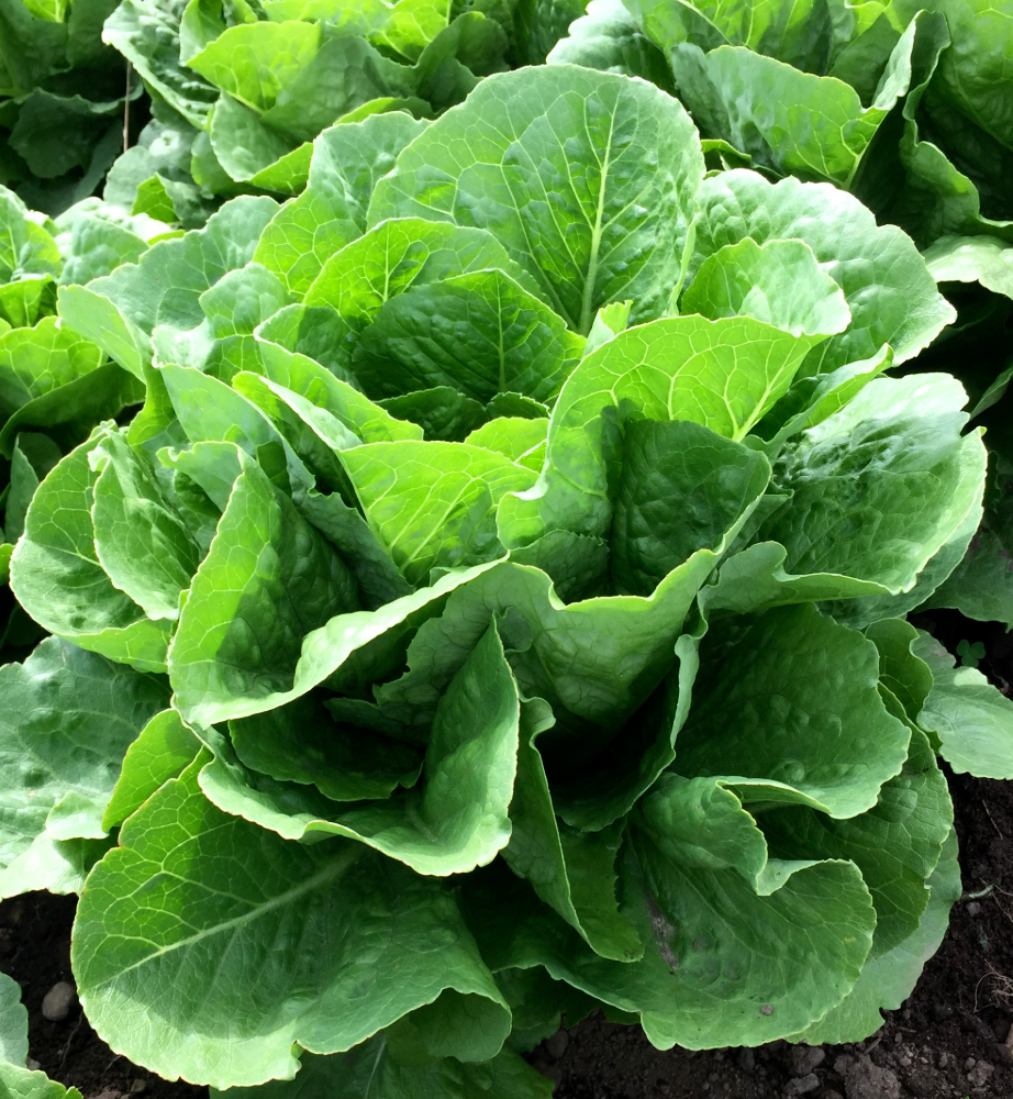 Lettuce ~ Paris Island Cos Romaine