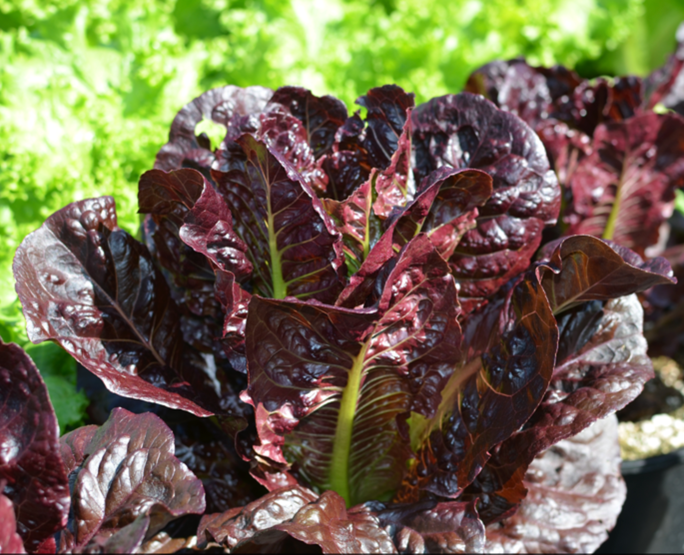Lettuce ~ Rouge d'Hiver