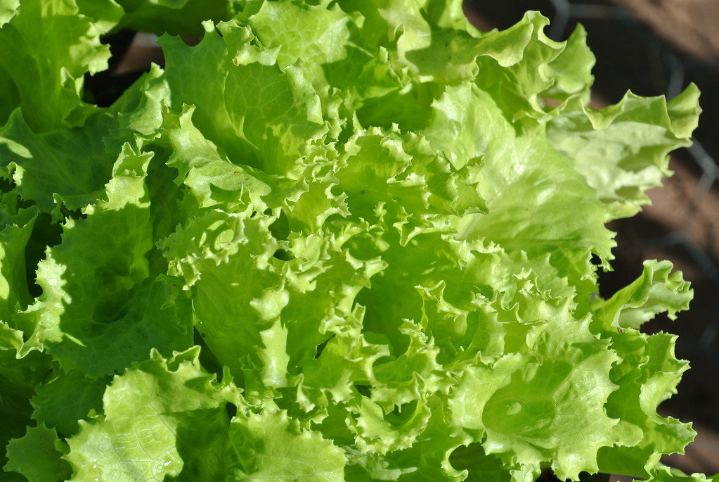 Lettuce ~ Salad Bowl