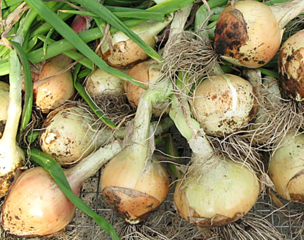 Onion ~ Kelsae