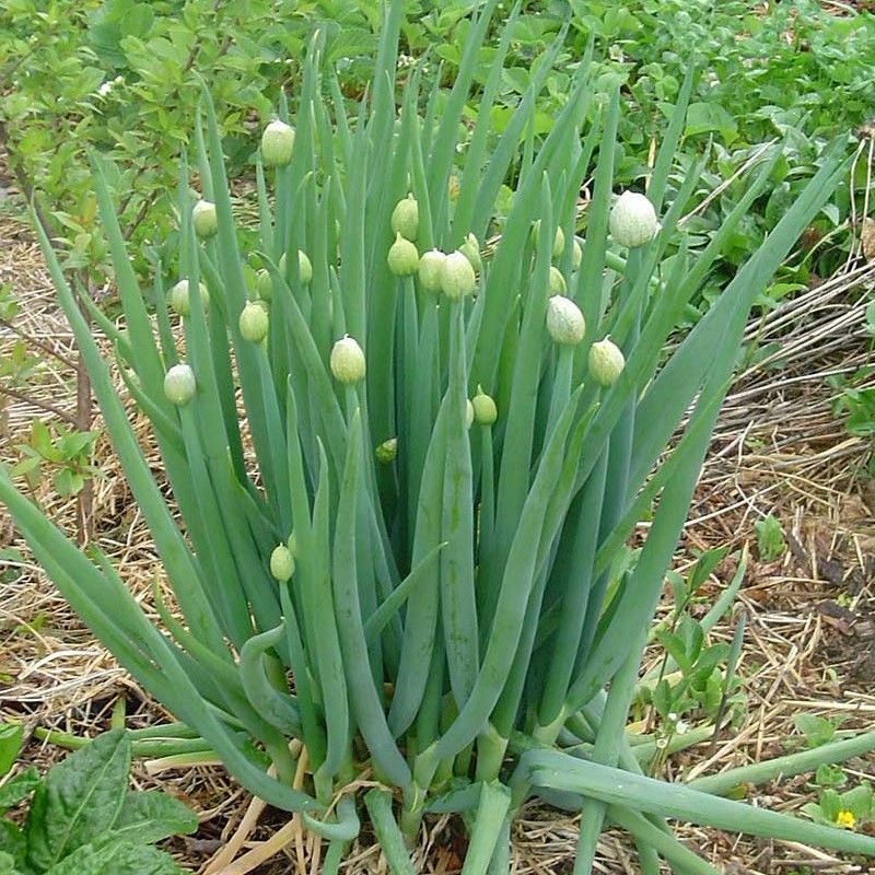 Onion ~ Welsh