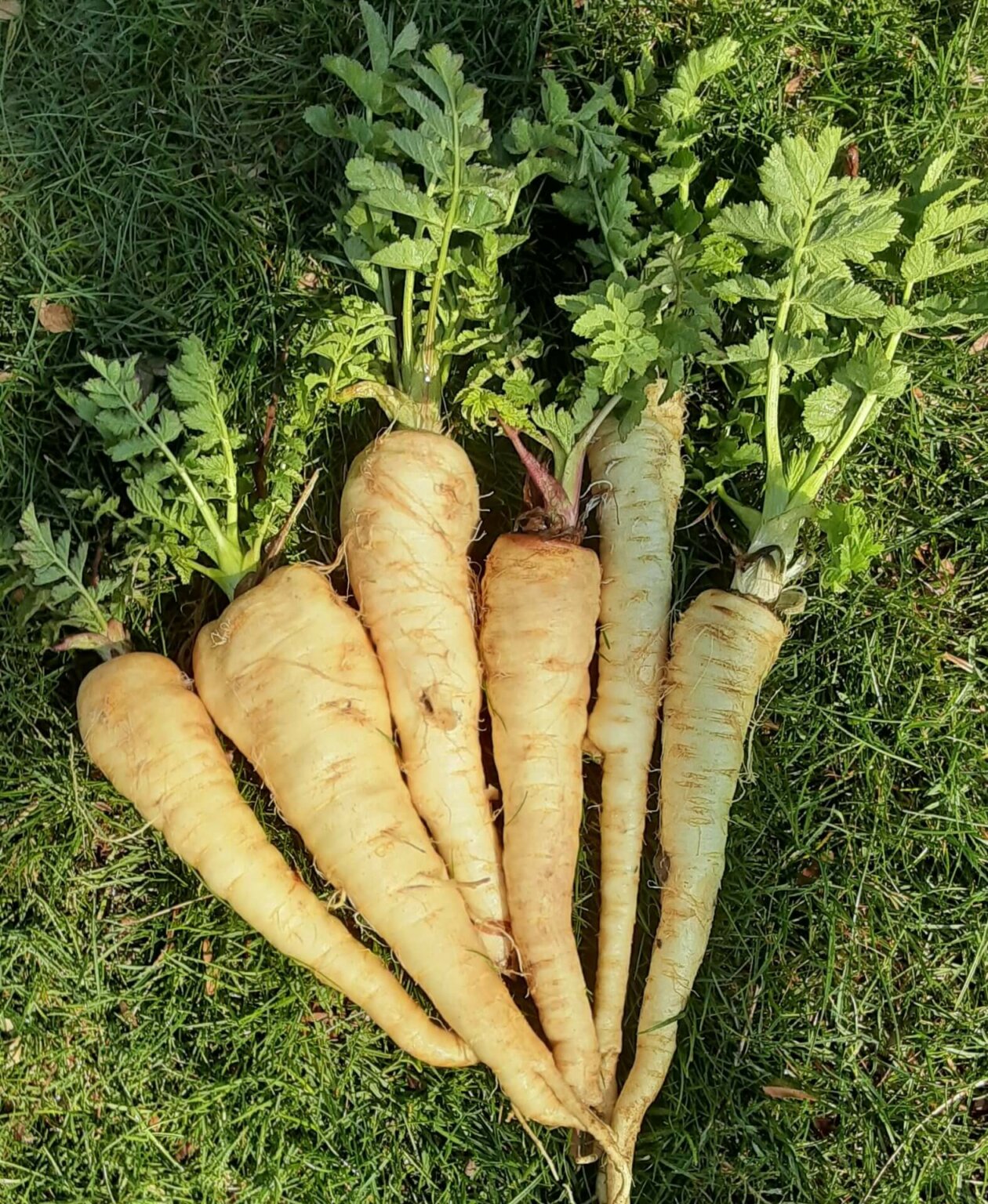 Parsnip ~ Tender & True