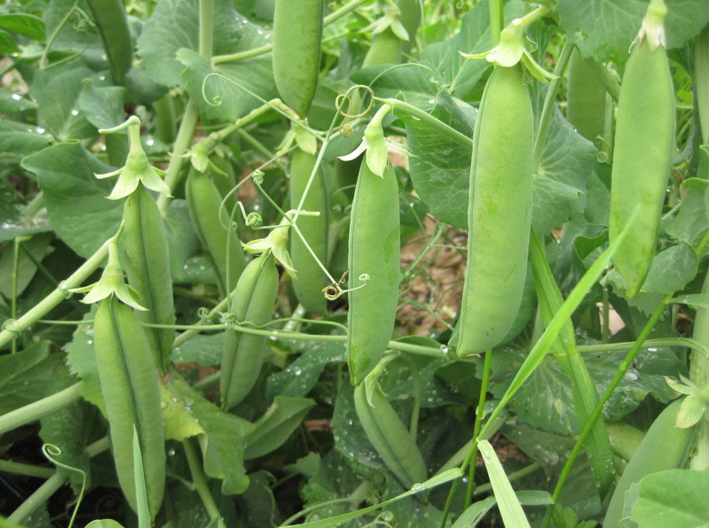 Pea ~ Alderman Tall Telephone