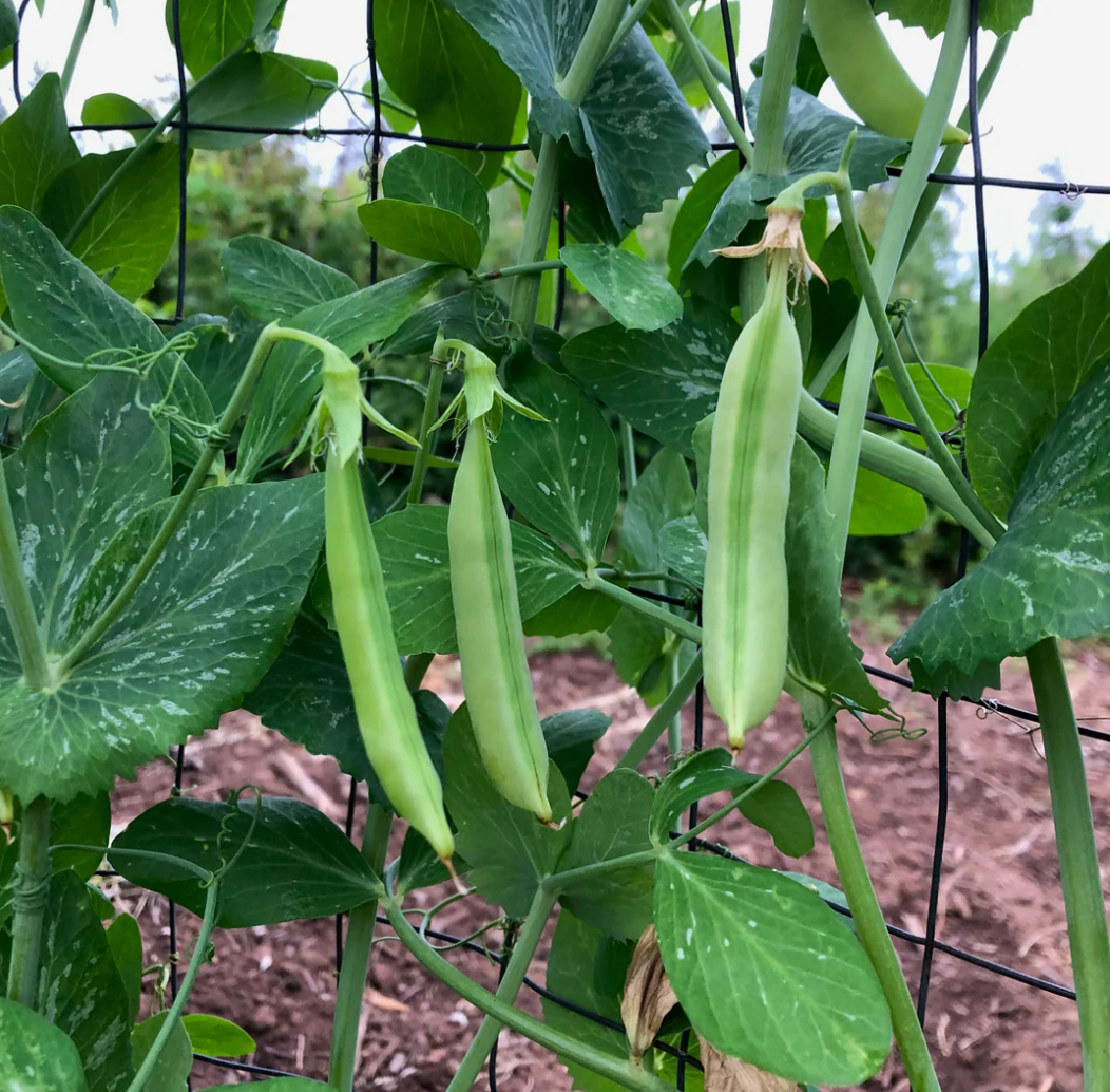 Pea ~ Amish Snap
