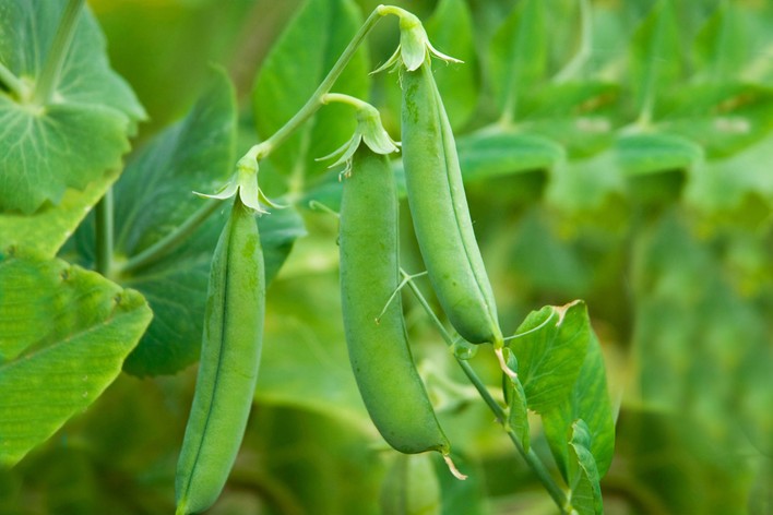 Pea ~ Little Marvel