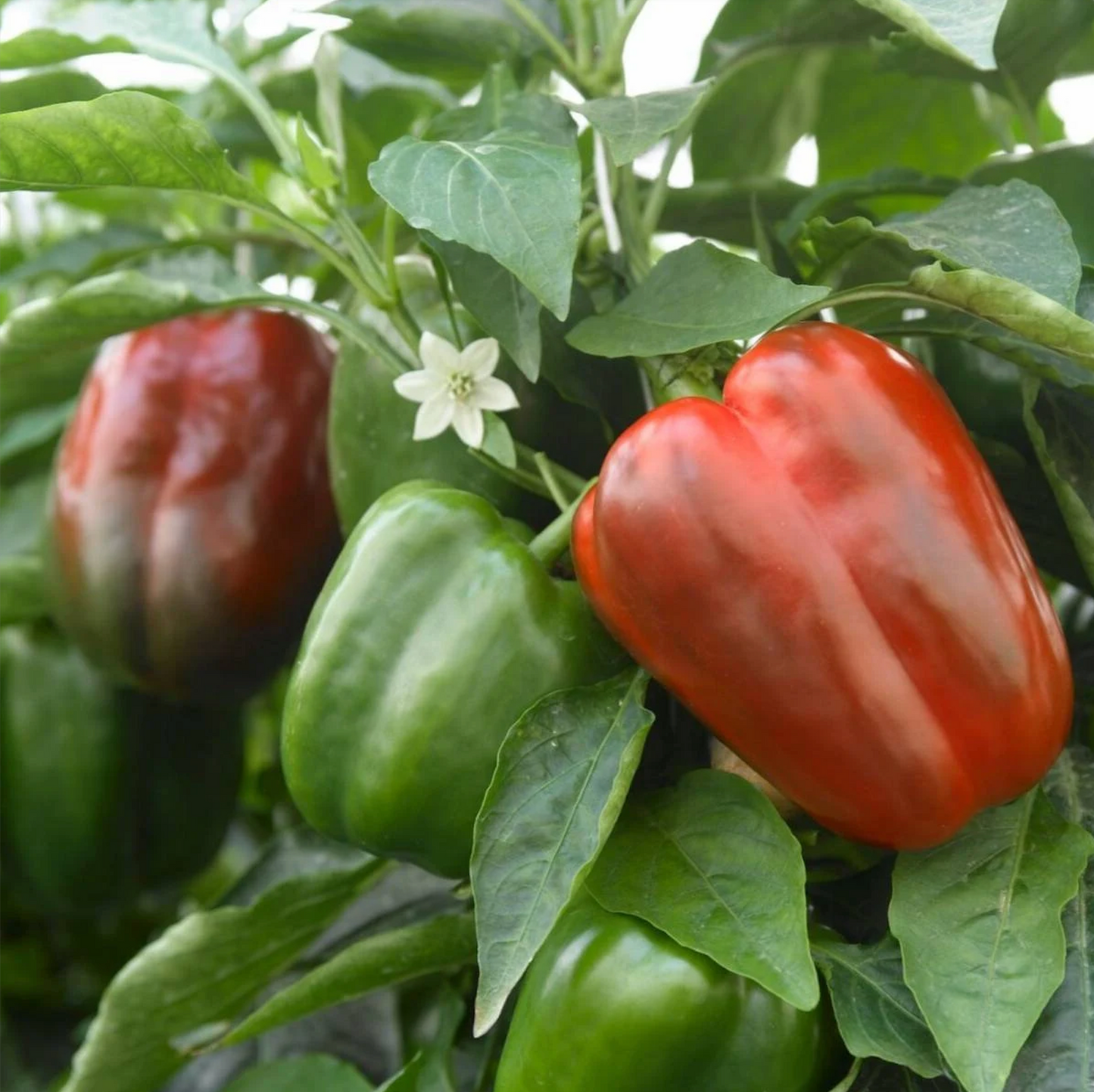 Pepper ~ Sweet Bell