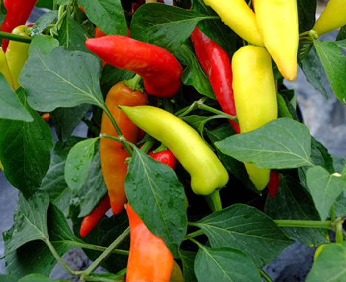 Pepper ~ Hungarian Hot Wax