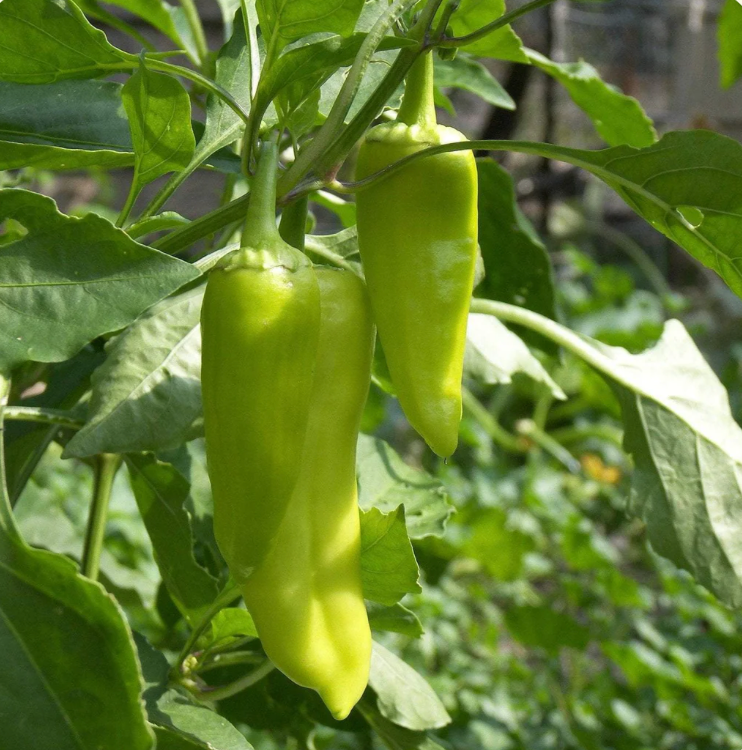 Pepper ~ Pepperoncini