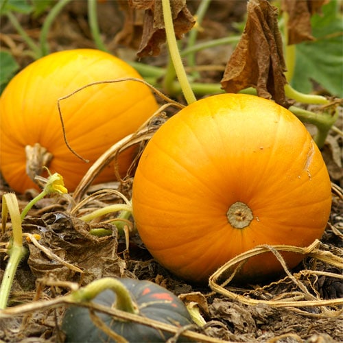Pumpkin ~ Cornfield