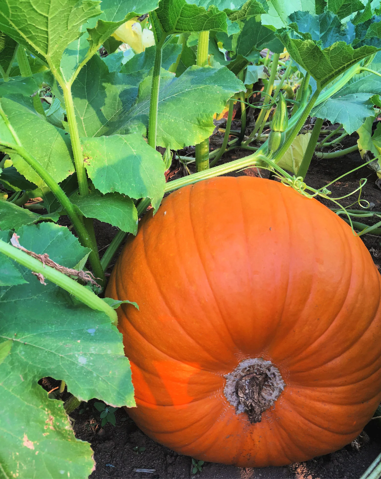 Pumpkin ~ Howden