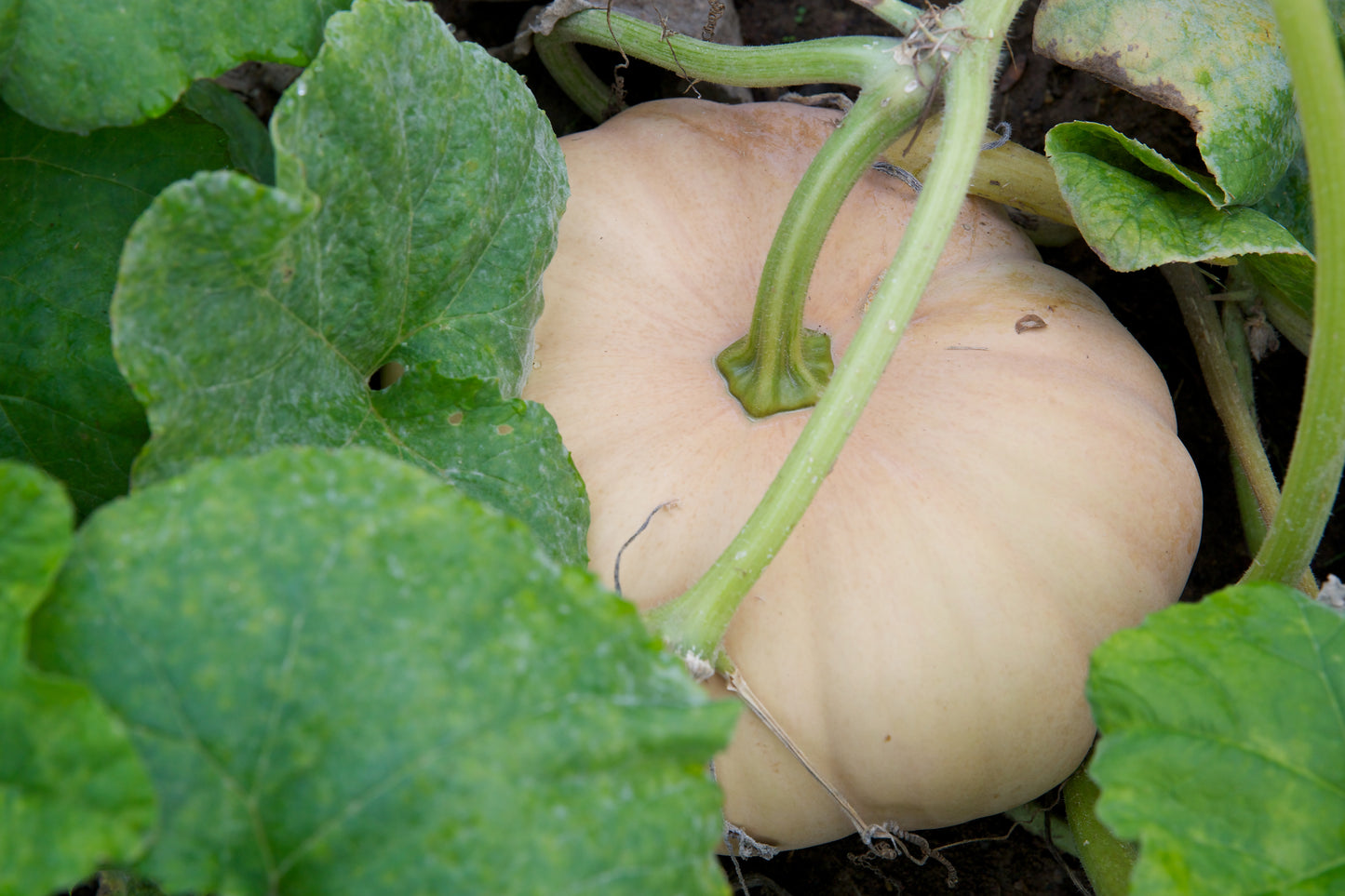 Pumpkin ~ Long Island Cheese