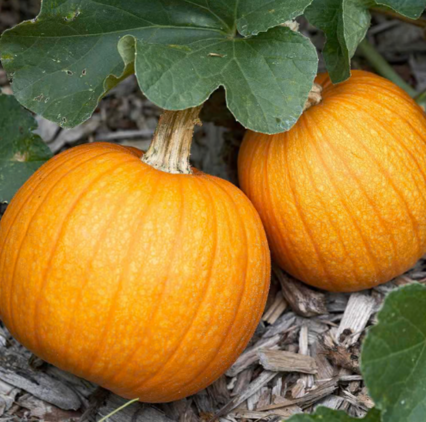 Pumpkin ~ Small Sugar