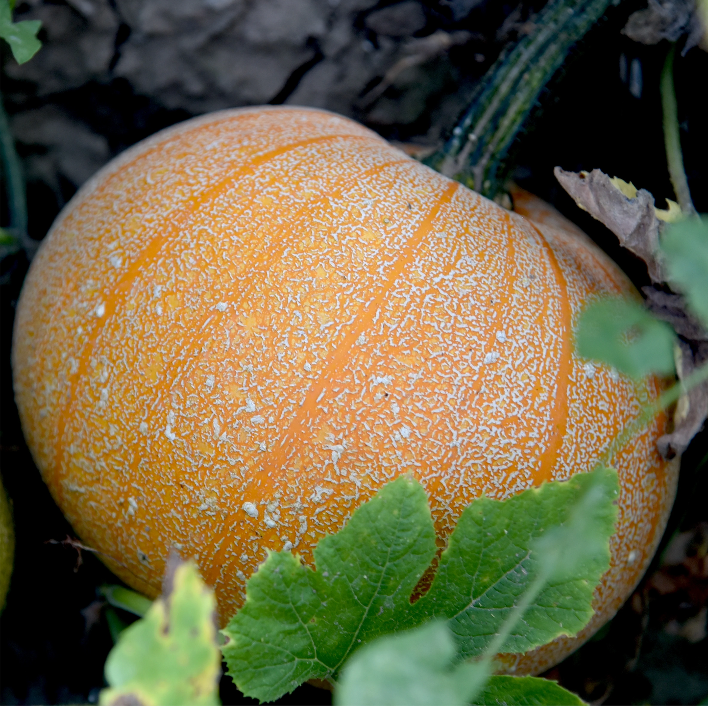 Pumpkin ~ Winter Luxury