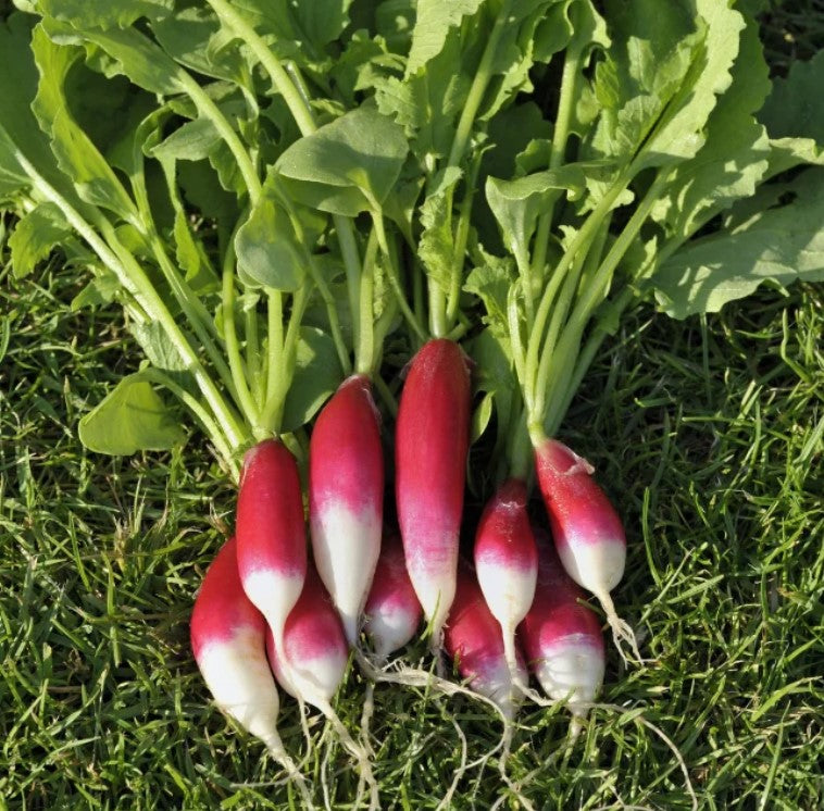 Radish ~ French Breakfast