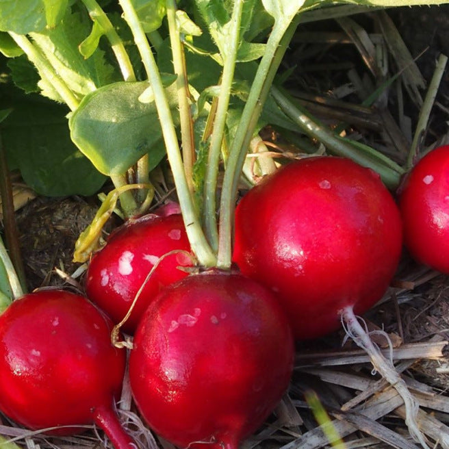 Radish ~ Holmes' Royal Red