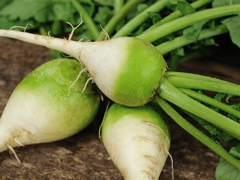 Radish ~ Wasabi