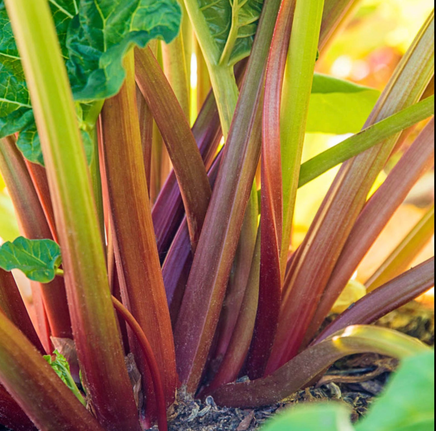 Rhubarb ~ Glaskin's Perpetual