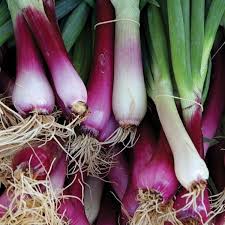 Scallion Apache