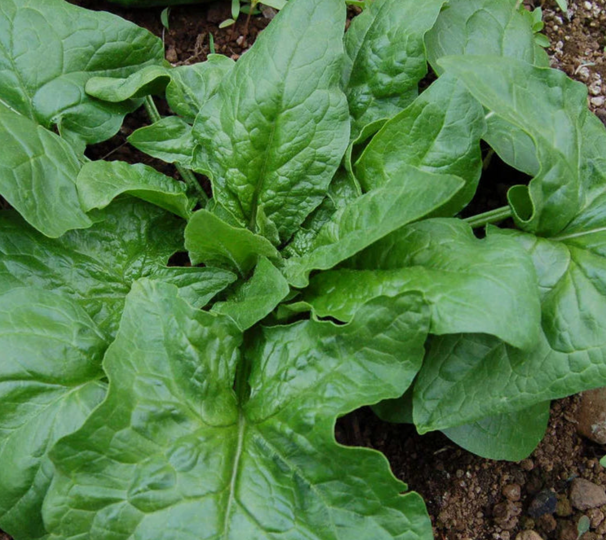 Spinach ~ Giant Winter