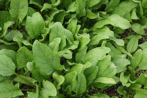 Spinach ~ Monstruex de Viroflay