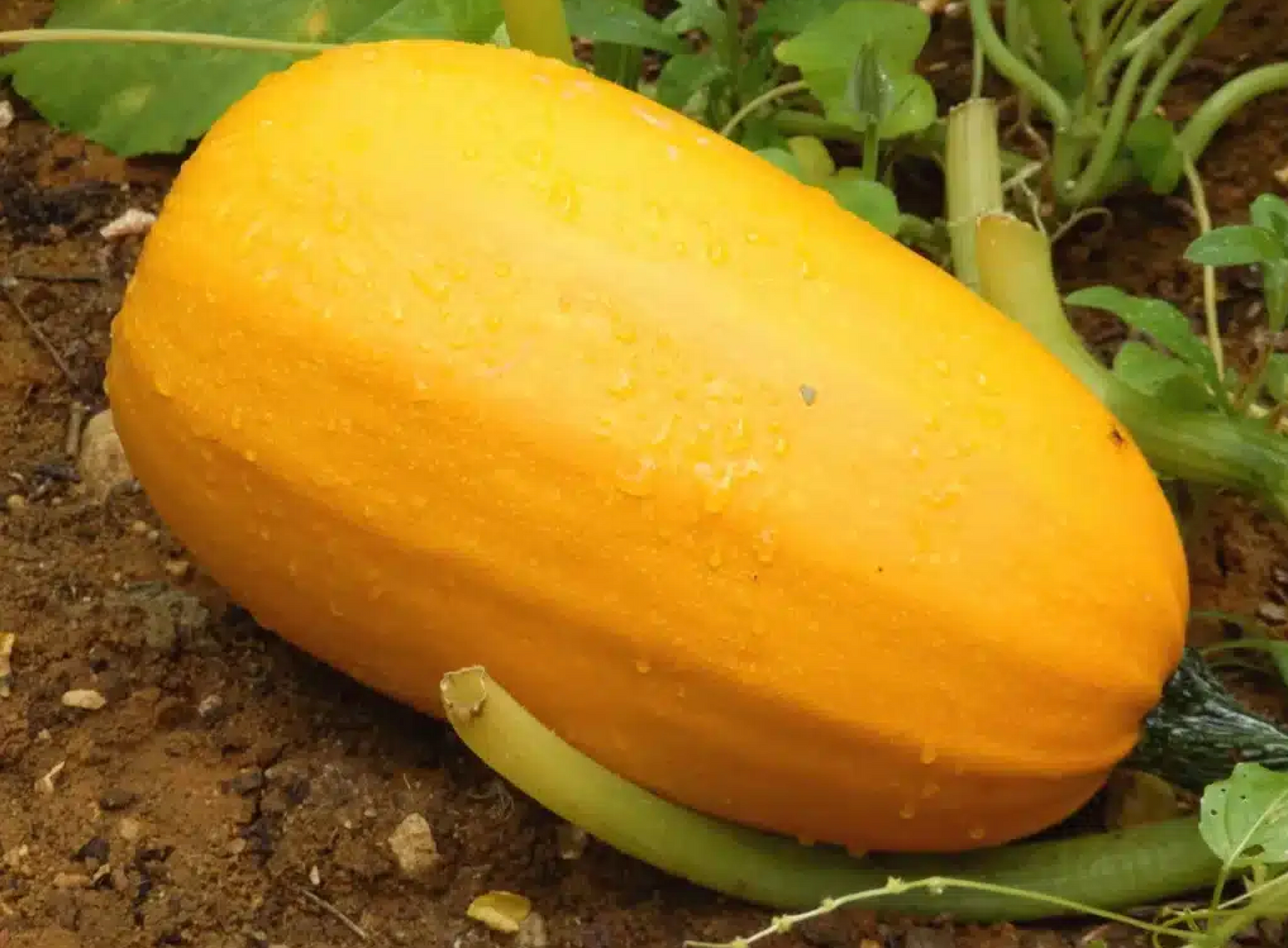 Squash ~ Spaghetti