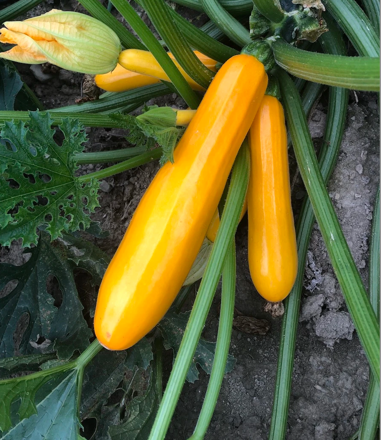 Squash ~ Zucchini Golden