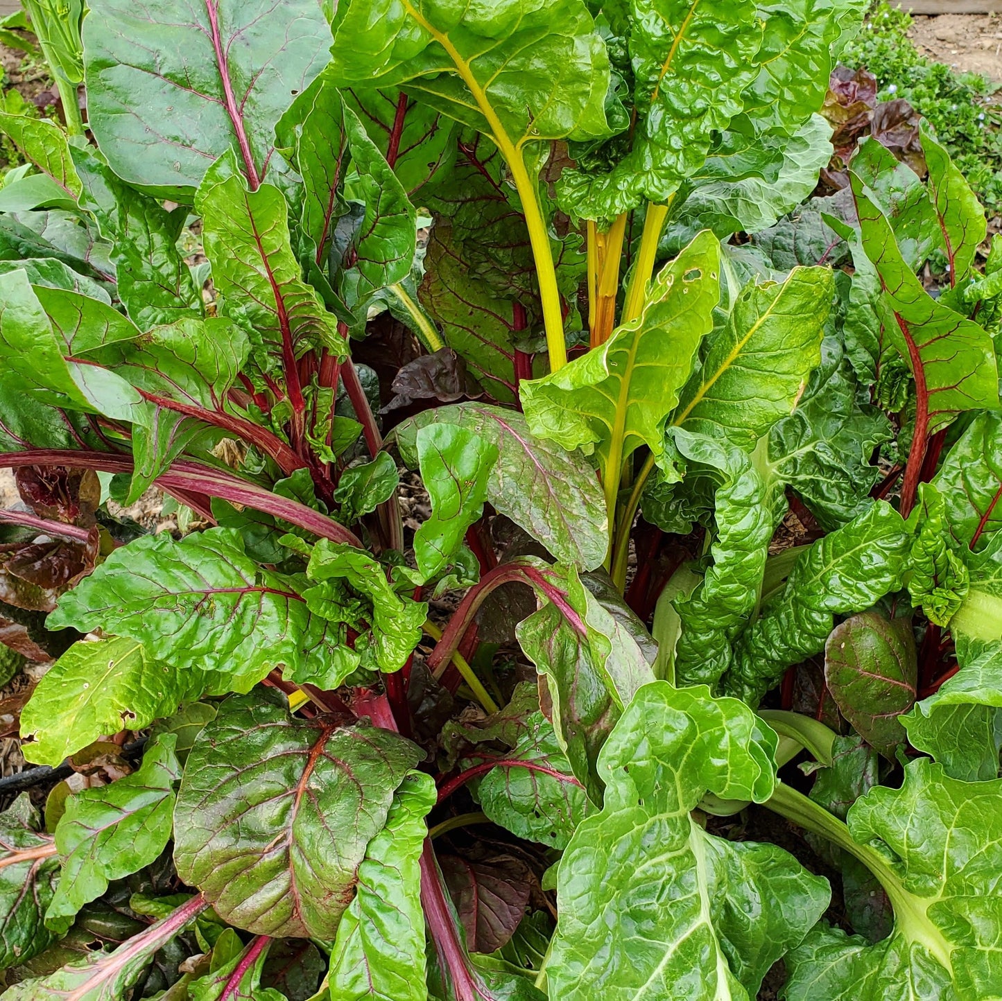 Swiss Chard ~ Five Color Silverbeet