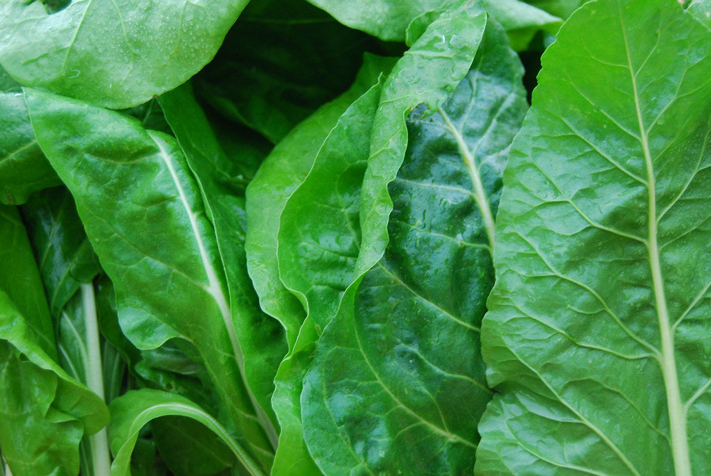 Swiss Chard ~ Fordhook Giant