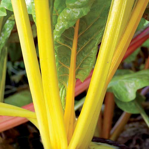 Swiss Chard ~ Gold Silverbeet