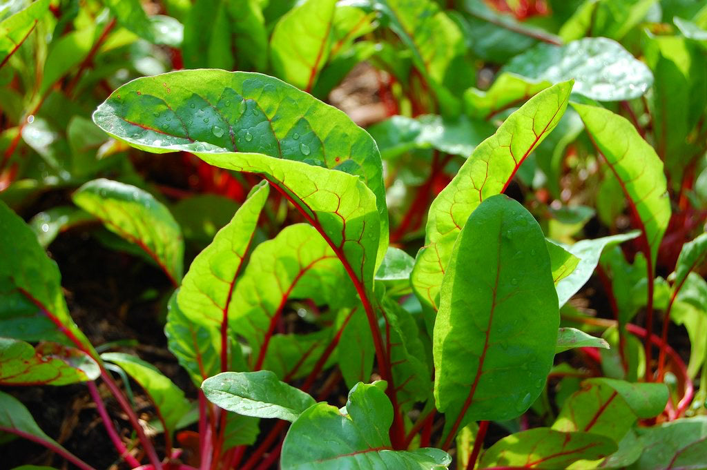 Swiss Chard ~ Rhubarb