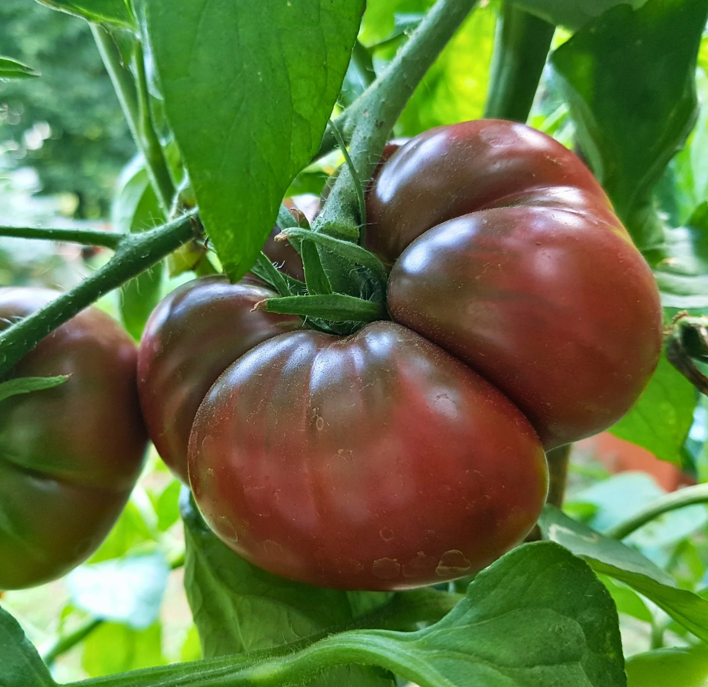 Tomato ~ Black Krim