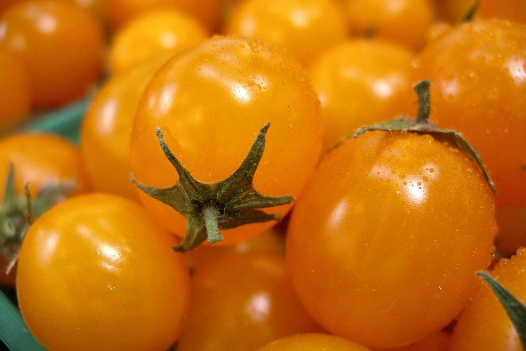 Tomato ~ Blondköpfchen
