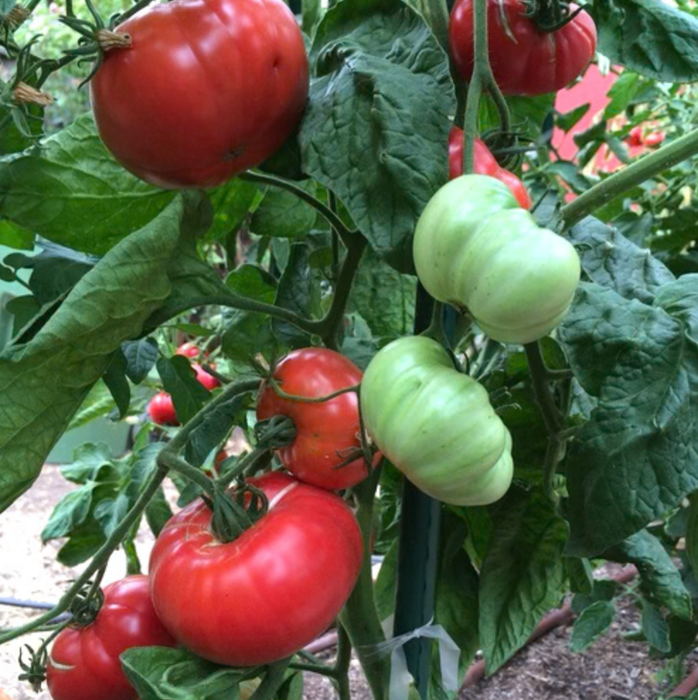 Tomato ~ Brandywine Pink