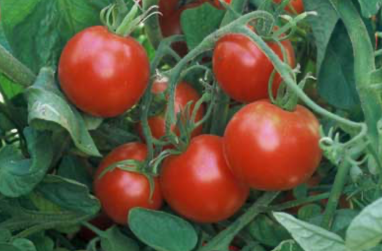 Tomato ~ Glacier