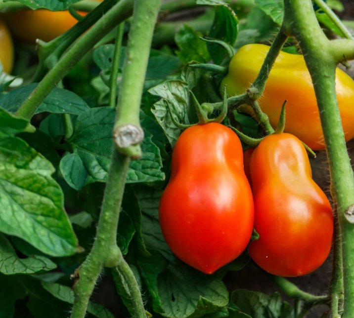 Tomato ~ Martino's Roma