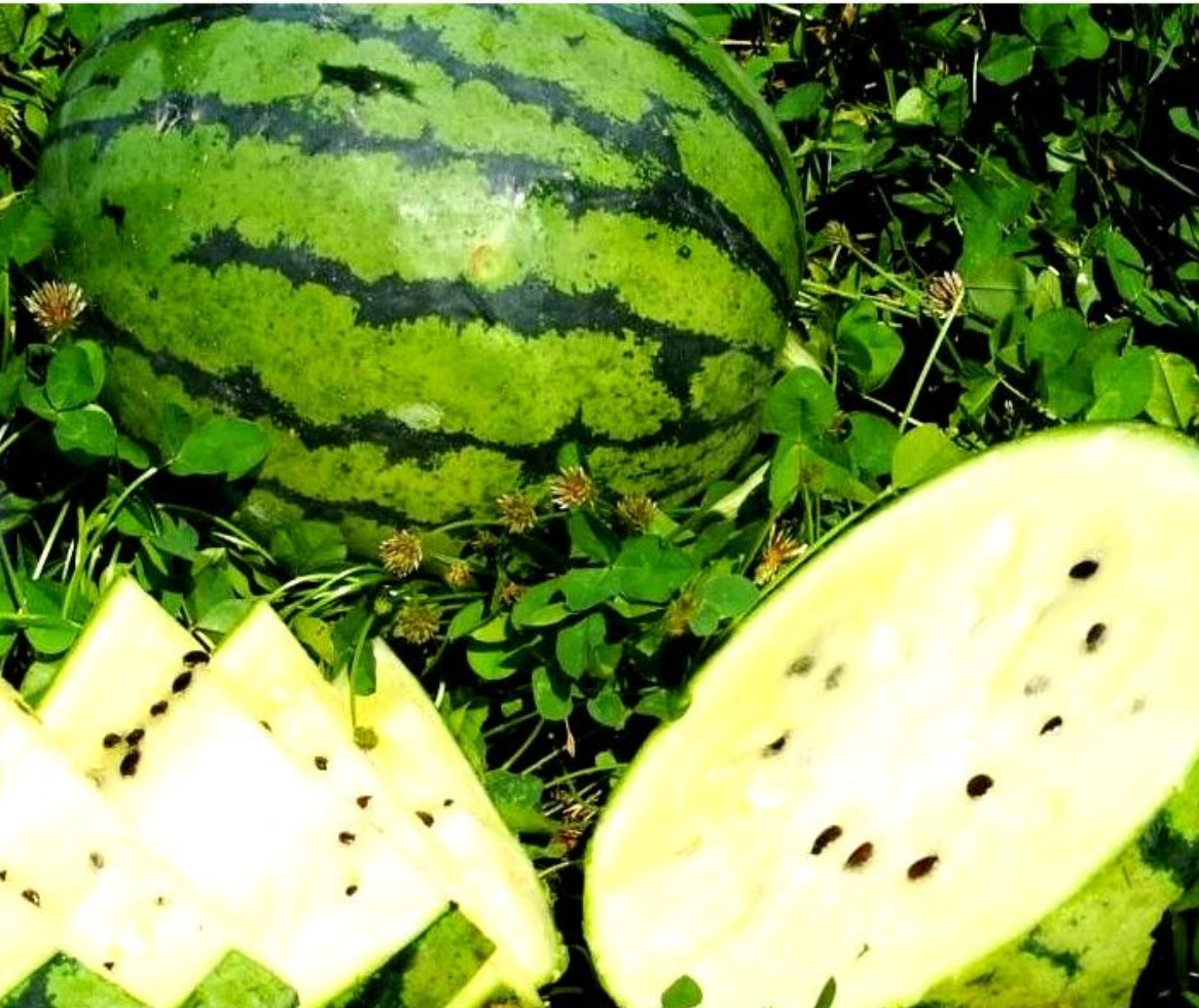 Watermellon ~ Cream of Saskatchewan