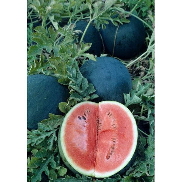 Watermellon ~ Sugar Baby