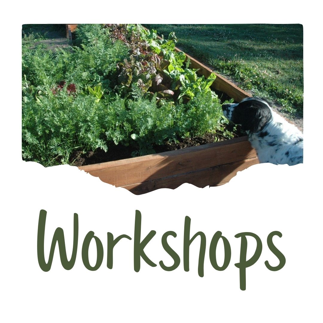 Workshops