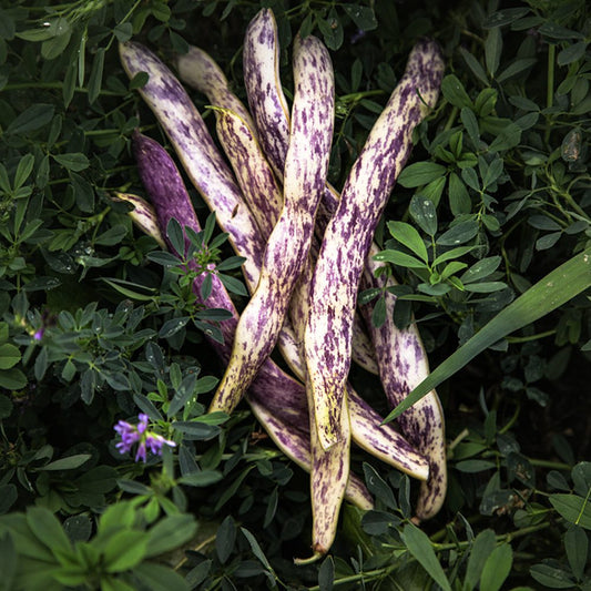Bean ~ Dragon Tongue