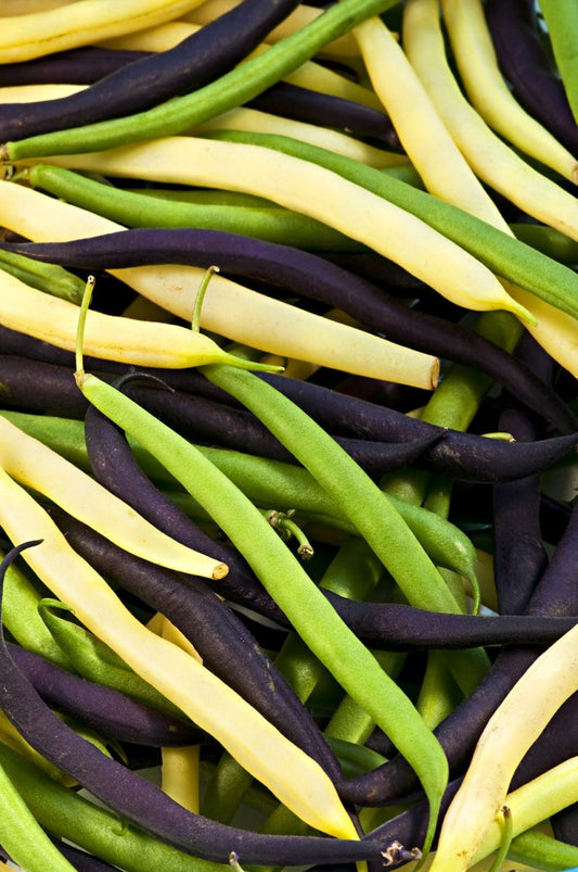 Bean ~ Three Bean Bush Mix