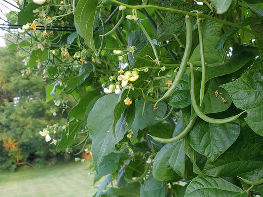 Bean ~ Old Homestead
