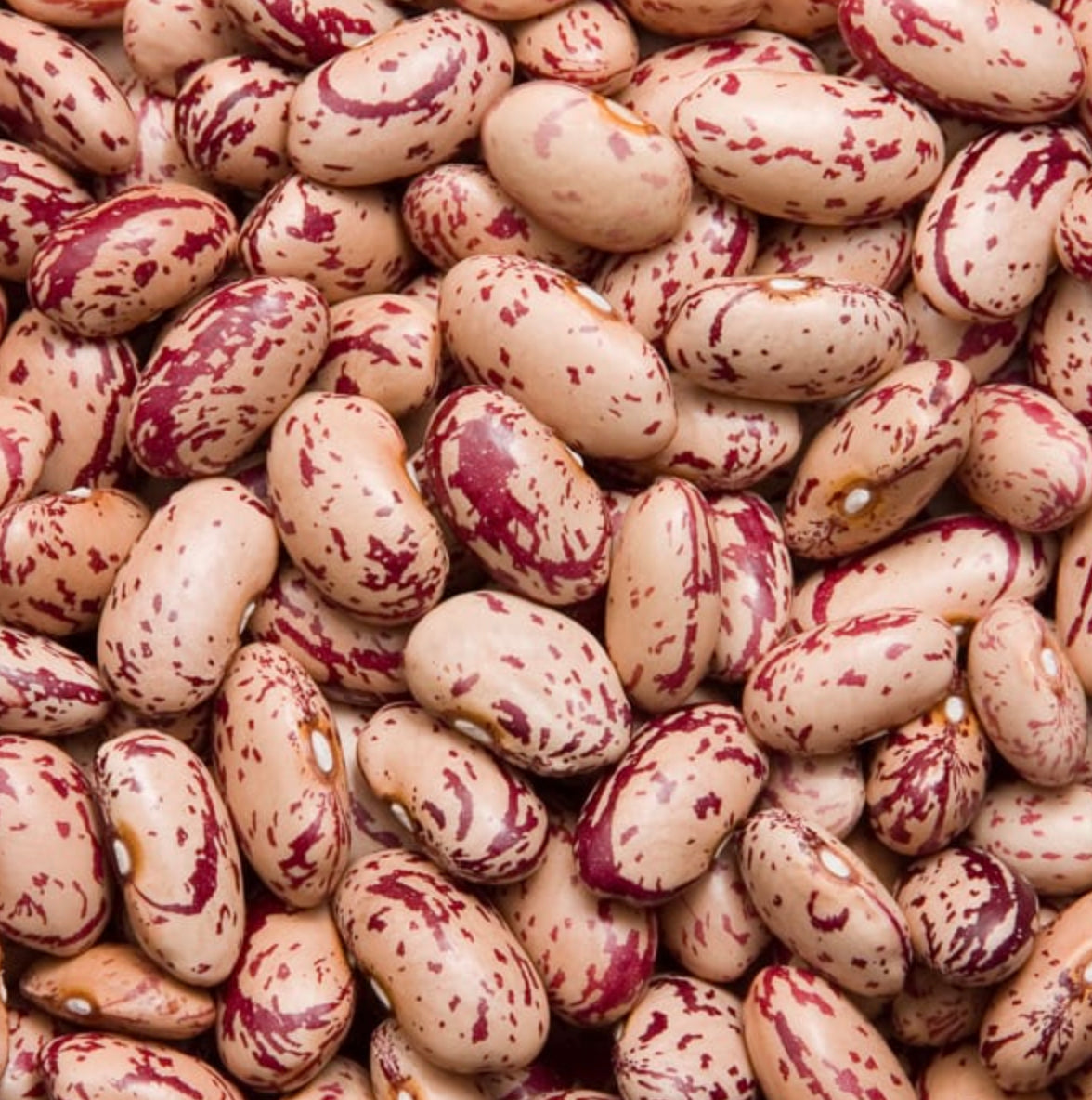 Bean ~ Taylor Horticultural